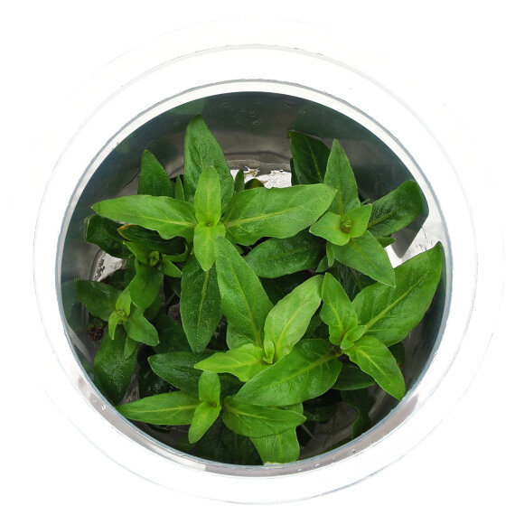 Staurogyne repens InVitro Pflanze, Idealer Bodendecker