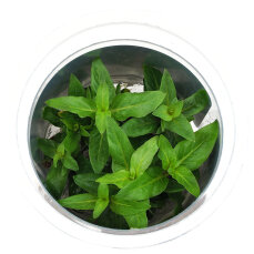 Staurogyne repens InVitro Pflanze, Idealer Bodendecker