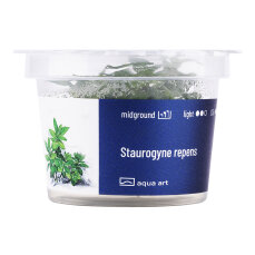 Staurogyne repens InVitro Pflanze, Idealer Bodendecker