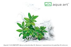 Staurogyne repens InVitro Pflanze, Idealer Bodendecker