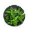 Staurogyne repens InVitro Pflanze, Idealer Bodendecker