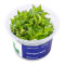 Staurogyne repens InVitro Pflanze, Idealer Bodendecker