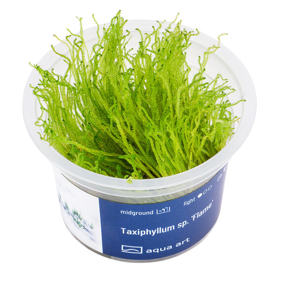 Taxiphyllum sp. Flame Moss Flammenmoos InVitro