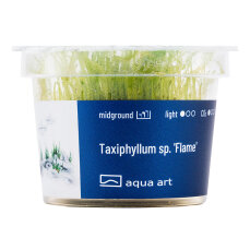 Taxiphyllum sp. Flame Moss Flammenmoos InVitro