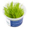 Taxiphyllum sp. Flame Moss Flammenmoos InVitro