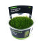 Taxiphyllum sp. Flame Moss Flammenmoos InVitro