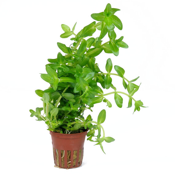 Bacopa caroliniana, pflegeleichte Stängelpflanze