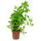 Bacopa caroliniana, pflegeleichte Stängelpflanze