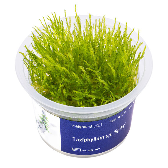 Taxiphyllum sp. Spiky Moss InVitro