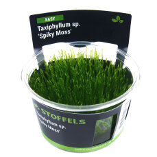 Taxiphyllum sp. Spiky Moss InVitro