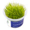 Taxiphyllum sp. Spiky Moss InVitro