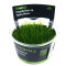 Taxiphyllum sp. Spiky Moss InVitro