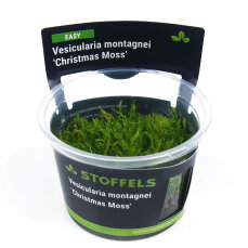 Vesicularia montagnei Christmass Moss InVitro