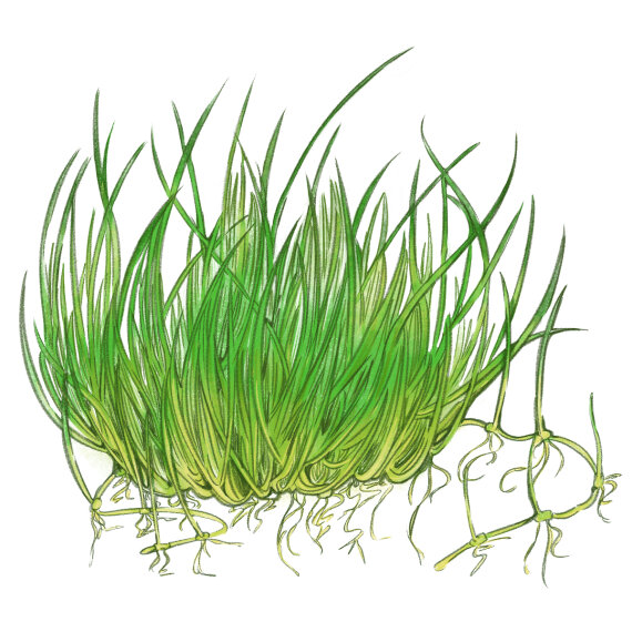 Eleocharis pusilla - Zwergnadelsimse