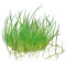 Eleocharis pusilla - Zwergnadelsimse