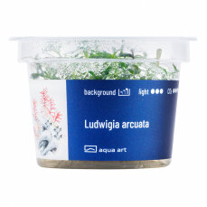 Ludwigia arcuata InVitro, Farbenpracht fürs Aquarium