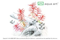 Ludwigia arcuata InVitro, Farbenpracht fürs Aquarium