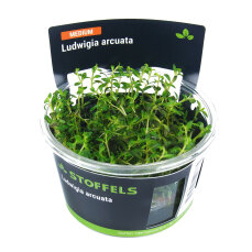 Ludwigia arcuata InVitro, Farbenpracht fürs Aquarium