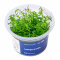 Ludwigia arcuata InVitro, Farbenpracht fürs Aquarium