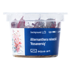 Alternanthera reineckii Rosanervig InVitro