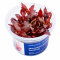 Alternanthera reineckii Rosanervig InVitro
