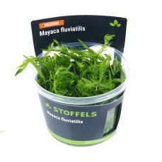 Mayaca fluviatilis - Mooskraut InVitro