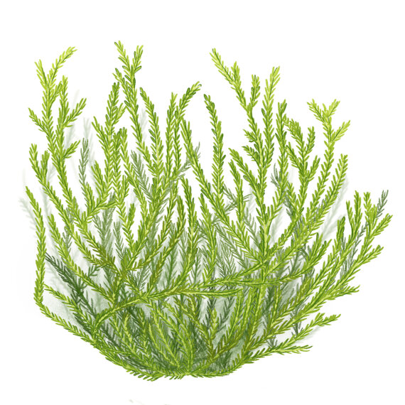 Taxiphyllum barbieri - Javamoos