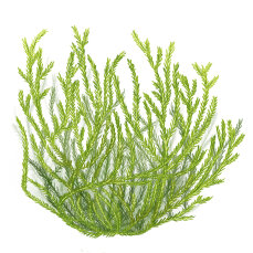 Taxiphyllum barbieri - Javamoos