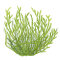 Taxiphyllum barbieri - Javamoos