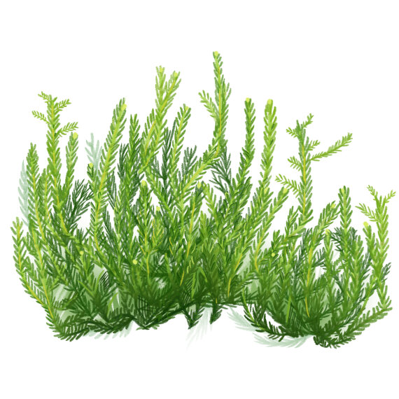 Taxiphyllum spec. Spiky- Spiky-Moos