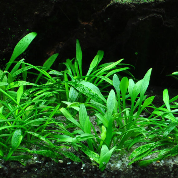 Cryptocoryne parva - Zwergwasserkelch, die kleinste aller Cryptocoryne