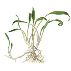 Cryptocoryne parva - Zwergwasserkelch, die kleinste aller...