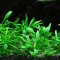 Cryptocoryne parva - Zwergwasserkelch, die kleinste aller Cryptocoryne