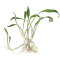Cryptocoryne parva - Zwergwasserkelch, die kleinste aller Cryptocoryne
