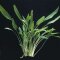 Cryptocoryne Lucens - Glänzender Wasserkelch