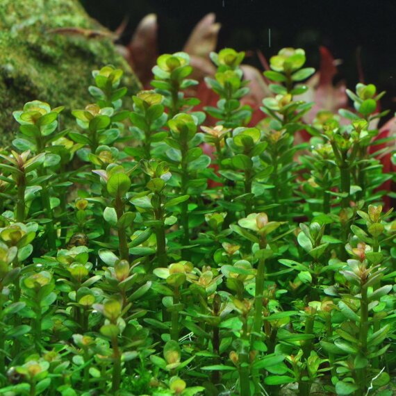 Rotala indica - Kleine Rotala, Einzigartige Aquariumpflanze