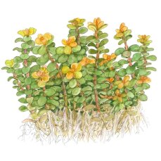 Rotala indica - Kleine Rotala, Einzigartige Aquariumpflanze