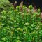 Rotala indica - Kleine Rotala, Einzigartige Aquariumpflanze