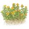 Rotala indica - Kleine Rotala, Einzigartige Aquariumpflanze