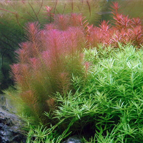 Rotala wallichii - Feinblättrige Rotala