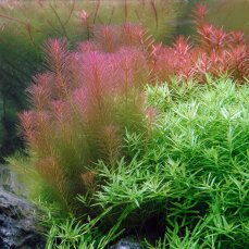 Rotala wallichii - Feinblättrige Rotala