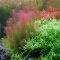 Rotala wallichii - Feinblättrige Rotala