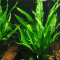 Microsorum pteropus, Javafarn - Schwarzwurzelfarn