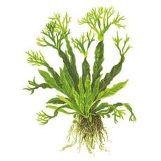 Microsorum pteropus Windeløv - Javafarn