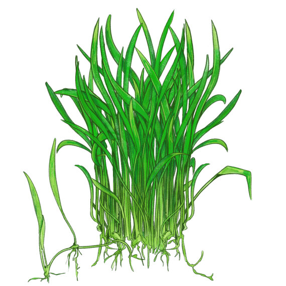 Lilaeopsis brasiliensis - Brasilianische Graspflanze