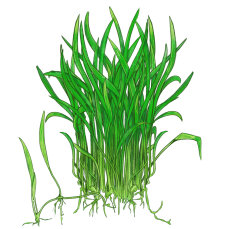 Lilaeopsis brasiliensis - Brasilianische Graspflanze