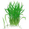 Lilaeopsis brasiliensis - Brasilianische Graspflanze