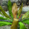 Echinodorus Rosé, Farbintensive Aquariepflanze
