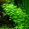 Hydrocotyle tripartita - Kleeblatt, Bodendeckerpflanze