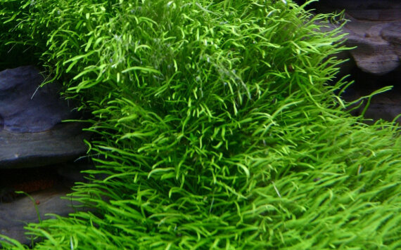 Utricularia graminifolia - Grasblättriger Wasserschlauch, Fleischfressende Pflanze